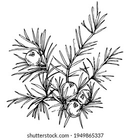 Dibujo vector Juniper. Ilustración vintage aislada de berry en rama. Esbozo de estilo de aceite esencial orgánico grabado. Belleza y spa, ingrediente cosmético. Ideal para etiquetas, afiches, volantes, embalaje