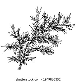 Juniper vector drawing. Isolated vintage illustration of berry on branch. Organic essential oil engraved style sketch. Beauty and spa, cosmetic ingredient. Great for label, poster, flyer, packaging
