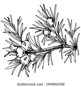 Juniper vector drawing. Isolated vintage illustration of berry on branch. Organic essential oil engraved style sketch. Beauty and spa, cosmetic ingredient. Great for label, poster, flyer, packaging