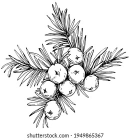 Juniper vector drawing. Isolated vintage illustration of berry on branch. Organic essential oil engraved style sketch. Beauty and spa, cosmetic ingredient. Great for label, poster, flyer, packaging
 svg