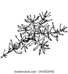 Juniper vector drawing. Isolated vintage illustration of berry on branch. Organic essential oil engraved style sketch. Beauty and spa, cosmetic ingredient. Great for label, poster, flyer, packaging
