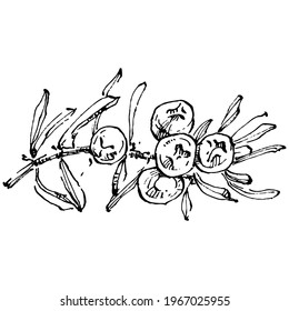 Dibujo vector Juniper. Ilustración vintage aislada de berry en rama. Esbozo de estilo de aceite esencial orgánico grabado. Belleza y spa, ingrediente cosmético. Ideal para etiquetas, afiches, volantes, embalaje
