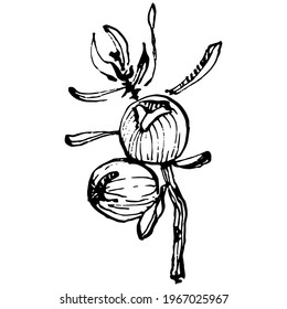 Juniper vector drawing. Isolated vintage illustration of berry on branch. Organic essential oil engraved style sketch. Beauty and spa, cosmetic ingredient. Great for label, poster, flyer, packaging
