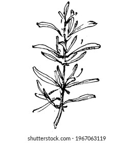 Juniper vector drawing. Isolated vintage illustration of berry on branch. Organic essential oil engraved style sketch. Beauty and spa, cosmetic ingredient. Great for label, poster, flyer, packaging

