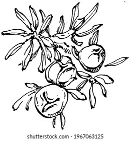 Juniper vector drawing. Isolated vintage illustration of berry on branch. Organic essential oil engraved style sketch. Beauty and spa, cosmetic ingredient. Great for label, poster, flyer, packaging
