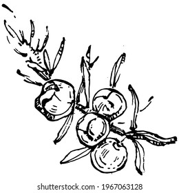 Juniper vector drawing. Isolated vintage illustration of berry on branch. Organic essential oil engraved style sketch. Beauty and spa, cosmetic ingredient. Great for label, poster, flyer, packaging
