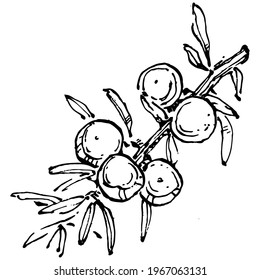 Juniper vector drawing. Isolated vintage illustration of berry on branch. Organic essential oil engraved style sketch. Beauty and spa, cosmetic ingredient. Great for label, poster, flyer, packaging

