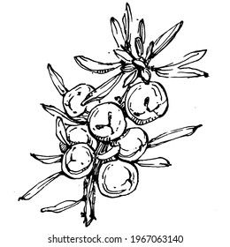 Juniper vector drawing. Isolated vintage illustration of berry on branch. Organic essential oil engraved style sketch. Beauty and spa, cosmetic ingredient. Great for label, poster, flyer, packaging
