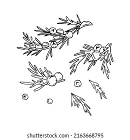 Juniper vector drawing. Isolated vintage illustration of berry on branch. Organic essential oil engraved style sketch. Juniper set. Detailed hand drawn branches with berries. svg