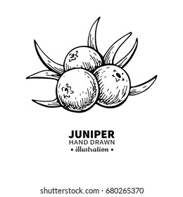 Juniper vector drawing. Isolated vintage  illustration of berry on branch. Organic essential oil engraved style sketch. Beauty and spa, cosmetic ingredient. Great for label, poster,packaging design.