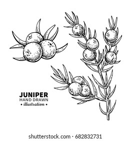 Juniper vector drawing. Isolated vintage  illustration of berry on branch. Organic essential oil engraved style sketch. Beauty and spa, cosmetic ingredient. Great for label, poster, flyer, packaging d