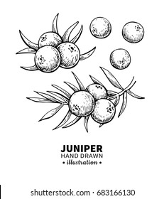 Juniper vector drawing. Isolated vintage  illustration of berry on branch. Organic essential oil engraved style sketch. Beauty and spa, cosmetic ingredient. Great for label, poster, packaging design.
