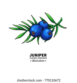 Juniper vector drawing. Isolated vintage  illustration of berry on branch. Organic essential oil sketch. Beauty and spa, cosmetic ingredient. Great for label, poster, flyer, packaging design.