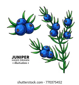 Juniper vector drawing. Isolated vintage  illustration of berry on branch. Organic essential oil  sketch. Beauty and spa, cosmetic ingredient. Great for label, poster, flyer, packaging design.