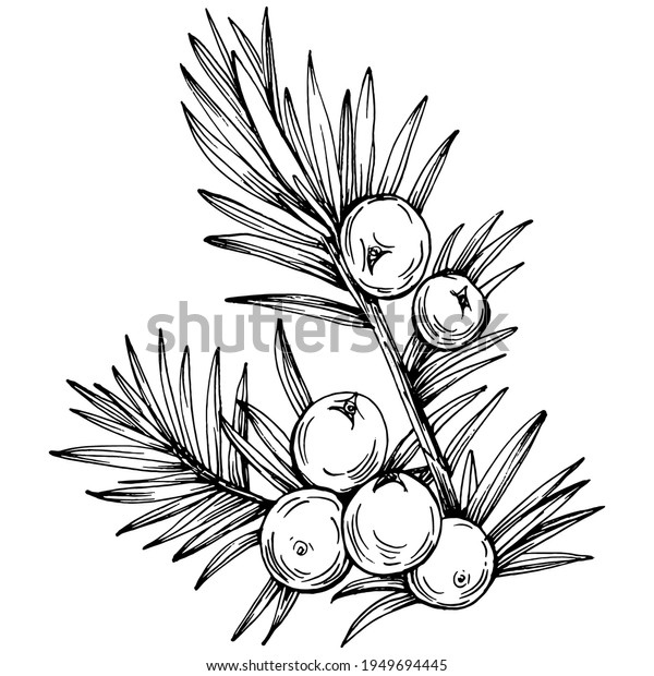 Juniper Vector Drawing Isolated Vintage Illustration Stock Vector ...