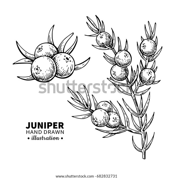 Juniper vector drawing. Isolated vintage  illustration\
of berry on branch. Organic essential oil engraved style sketch.\
Beauty and spa, cosmetic ingredient. Great for label, poster,\
flyer, packaging d