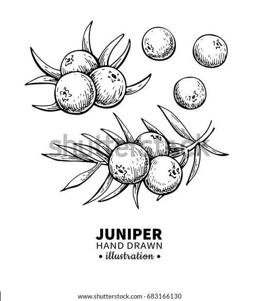 Juniper vector drawing. Isolated vintage \
illustration of berry on branch. Organic essential oil engraved\
style sketch. Beauty and spa, cosmetic ingredient. Great for label,\
poster, packaging\
design.