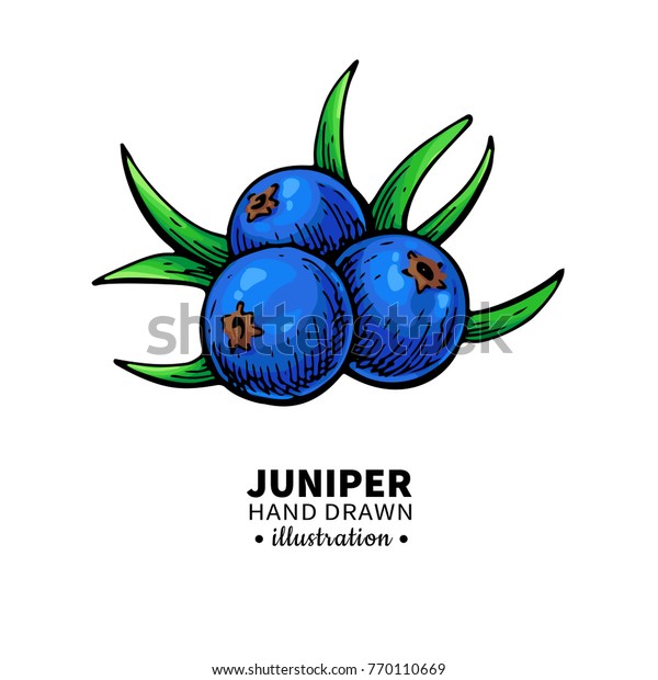 Juniper Vector Drawing Isolated Vintage Illustration Stock Vector ...