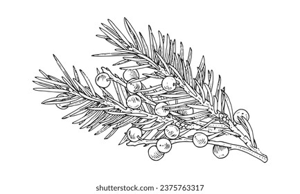 Juniper Vector illustration. Hand drawn graphic clip art of gin berry. Linear drawing of juniperus bush branch. Outline sketch of cade on white isolated background. Black line food art