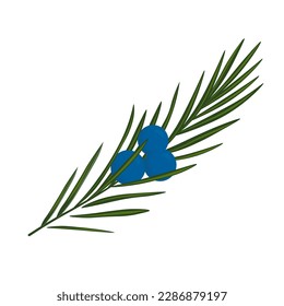 Junior-Vektorgrafik. Reife blaue Beeren. Nadelpflanze. Einzeln auf weißem Hintergrund.