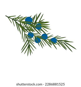 Juniper vector stock illustration. Ripe blue berries. Coniferous plant. Isolated on a white background.
