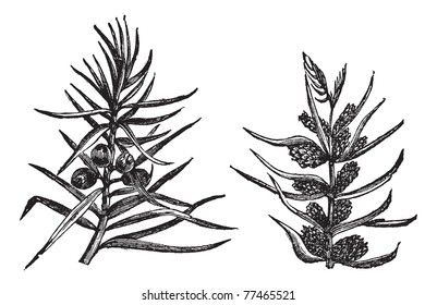 Juniper, vintage engraving. Old engraved illustration of Juniper, branches bearing fruits and flowers isolated on a white background.