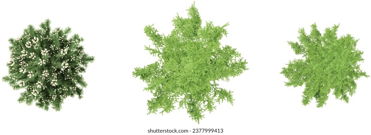 Juniper,Cedar trees shape top view cut out transparent backgrounds 3d rendering