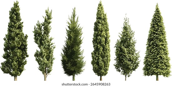 Juniperus oxycedrus Árvore de cade, zimbro espinhoso, cedro espinhoso, árvores de rua frontais isoladas, luz do dia ensolarada, projeto de jardim, árvores ornamentais, ilustração vetorial.