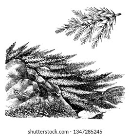 Juniperus Sabina ist eine junge Spezies, die in den Bergen Mittel- und Südeuropas, Asien und Sibirien, beheimatet ist. Die Blätter sind wie groß und klein, der Straub wächst bis zu 2 Fuß hoch, Vintage