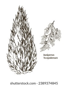 Juniperus scopulorum hand drawn tree and branch