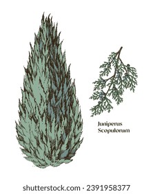 Juniperus scopulorum hand drawn tree and branch