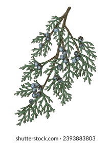 Juniperus scopulorum hand drawn tree branch svg