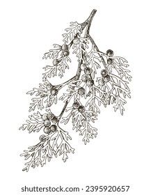 Juniperus scopulorum hand drawn tree branch