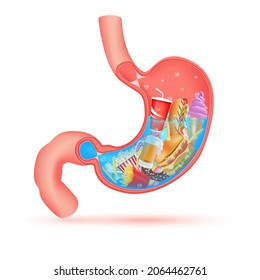 Junk foods for digestive system. X Ray showing fast food, sweets and alcoholic beverages inside human stomach. Medical and Choose nutritious food concept. 3D Vector illustration.