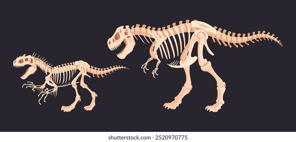 Os esqueletos dos raptores jurássicos. Ossos fósseis de dinossauros tiranossauros antigos, conjunto de ilustração vetor plano t-rex. Desenhos animados de esqueletos fósseis arqueológicos