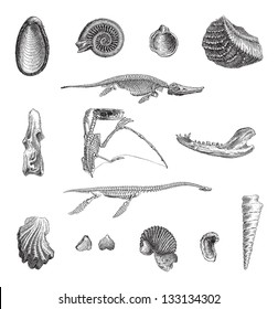 Jurrasic Fauna, showing various fossils, vintage engraved illustration. Dictionary of Words and Things - Larive and Fleury - 1895