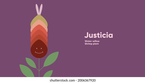 Justicia. Flor. Ilustración vectorial simple. Una planta divertida. Imagen de fondo para banner, tarjeta de saludo, invitación, decoración.