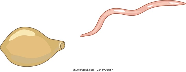 Jugendlicher Regenwurm, der aus Kokon schlüpft, einzeln auf weißem Hintergrund. Schema für Biologiestunde	