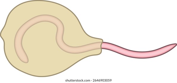 Gusano de tierra juvenil que eclosiona del capullo aislado en el fondo blanco. Esquema para la lección de biología	