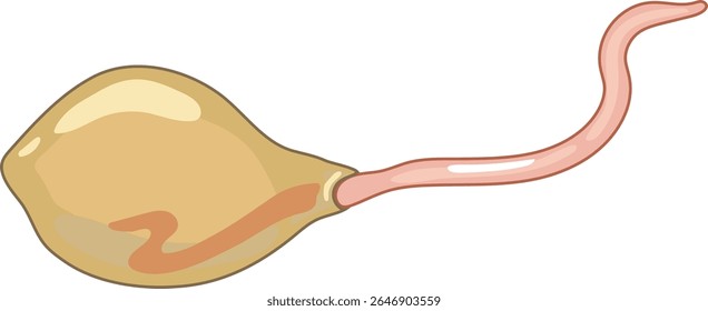 Gusano de tierra juvenil que eclosiona del capullo aislado en el fondo blanco. Esquema para la lección de biología	