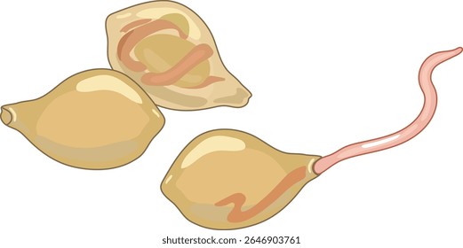 Gusano de tierra juvenil que eclosiona del capullo aislado en el fondo blanco. Esquema para la lección de biología	