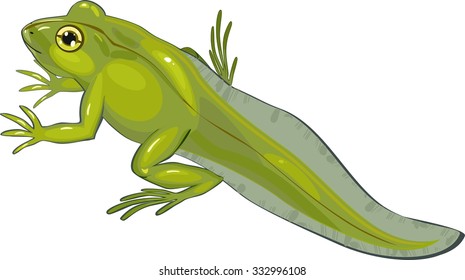 Juvenile frog