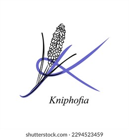 K - Kniphofia, Red Hot Pokers, Tritoma. ABC with flowers. Series of letters A-Z. Images of plants. Minimalism. Beautiful letters. Line drawing. logo design initial K combine with flowers.
