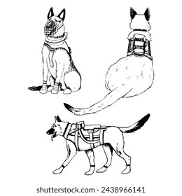 K9 military dogs soldiers in armor vests vector illustration set. Walking German shepherd or belgian malinois black and white drawing for patriotic Veteran day designs