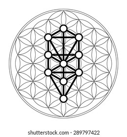 Kabbalah, 12 Sephiroth, tree of life, flower of life