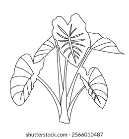 Kachhu vegetables. Kachhu tree leaves. Very beautiful art.