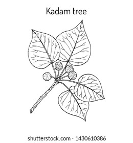 Kadam tree, or burflower-tree, laran, leichhardt pine (neolamarckia cadamba), medicinal plant. Hand drawn botanical vector illustration