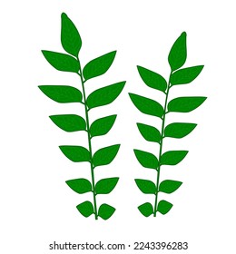 kadipatta leaf vector icon colour