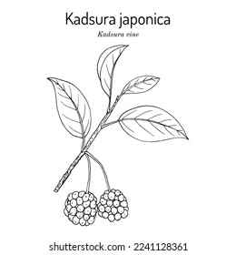 Kadsura vine (kadsura japonica), edible and medicinal plant. Hand drawn botanical vector illustration