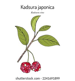 Kadsura vine (kadsura japonica), edible and medicinal plant. Hand drawn botanical vector illustration